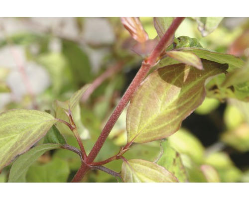 Hartriegel FloraSelf Cornus sanguineum 'Anny's Winter Orange' H 50-60 cm Co 4,5 L