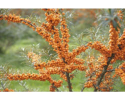 Sanddorn (weiblich) FloraSelf Hippophae rhamnoides 'Leikora' H 50-60 cm Co 4,5 L