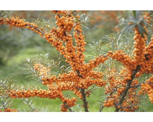 Sanddorn (weiblich) FloraSelf Hippophae rhamnoides 'Leikora' H 50-60 cm Co 4,5 L