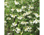 Hornbach Gartenjasmin, Duftjasmin, Pfeifenstrauch FloraSelf Philadelphus 'Lemoinei' H 60-80 cm Co 4,5 L