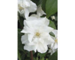 Hornbach Gartenjasmin, Duftjasmin, Pfeifenstrauch FloraSelf Philadelphus 'Natchez' H 60-80 cm Co 4 L