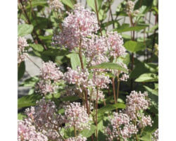 Säckelblume FloraSelf Ceanothus pallidus 'Marie Simon' H 40-60 cm Co 4 L