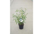 Hornbach Sommerflieder FloraSelf Buddleja davidii 'White Profusion' H 60-80 cm Co 4,5 L