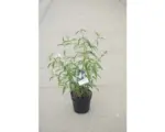 Hornbach Sommerflieder FloraSelf Buddleja davidii 'White Profusion' H 60-80 cm Co 4,5 L
