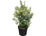 Hornbach Amethysbeere FloraSelf Symphoricarpus doorenbosii Magical® "Candy" H 40-60 cm Co 6 L