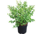 Hornbach Amethysbeere FloraSelf Symphoricarpus doorenbosii Magical® "Galaxy" H 40-60 cm Co 6 L