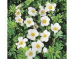 Hornbach Fünffingerstrauch FloraSelf Potentilla fruticosa 'White Lady' H 30-40 cm Co 4 L weiß