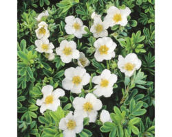 Fünffingerstrauch FloraSelf Potentilla fruticosa 'White Lady' H 30-40 cm Co 4 L weiß