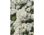 Hornbach Orangenblume FloraSelf Choysia ternata 'White Dazzler' H 30-40 cm Co 4,5 L