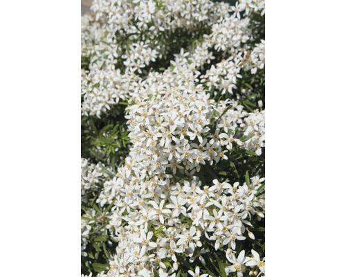 Orangenblume FloraSelf Choysia ternata 'White Dazzler' H 30-40 cm Co 4,5 L