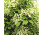 Hornbach Kletter-Hortensie Spalier FloraSelf Hydrangea petiolaris H ca. 80 cm Co 6 L