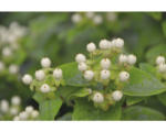 Hornbach Johanniskraut FloraSelf Hypericum inodorum 'Magical White' H 40-60 cm Co 4,5 L