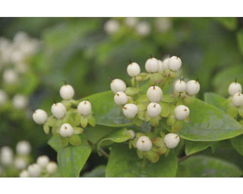 Johanniskraut FloraSelf Hypericum inodorum 'Magical White' H 40-60 cm Co 4,5 L