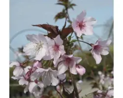 Zierkirsche FloraSelf Prunus kurilensis 'Ruby' H 40-60 cm Co 4,5 L