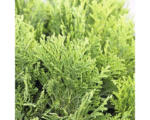 Hornbach Kissenzypresse Botanico Chamaecyparis lawsoniana 'Minima Glauca' H 20-25 cm Co 3,7 L