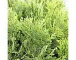 Hornbach Kissenzypresse Botanico Chamaecyparis lawsoniana 'Minima Glauca' H 20-25 cm Co 3,7 L