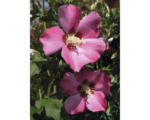 Hornbach Garteneibisch Halbstamm FloraSelf Hibiscus syriacus 'Woodbridge' Stamm ca. 40 cm gesamt H 60-80 cm Co 6 L