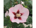 Hornbach Garteneibisch Halbstamm FloraSelf Hibiscus syriacus 'Hamabo' Stamm ca. 40 cm gesamt H 60-80 cm Co 6 L