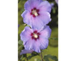 Hornbach Garteneibisch Halbstamm FloraSelf Hibiscus syriacus 'Marina' H 60-80 cm Co 6 L