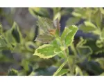 Hornbach Stechpalme FloraSelf Ilex aquifolium 'Golden van Tol' H 40-60 cm Co 6 L