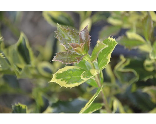 Stechpalme FloraSelf Ilex aquifolium 'Golden van Tol' H 40-60 cm Co 6 L