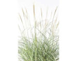 Hornbach Chinaschilf FloraSelf Miscanthus sinensis 'Adagio' H 20-80 cm Co 6 L