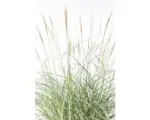 Hornbach Chinaschilf FloraSelf Miscanthus sinensis 'Adagio' H 20-80 cm Co 6 L