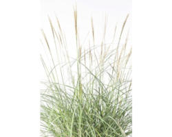 Chinaschilf FloraSelf Miscanthus sinensis 'Adagio' H 20-80 cm Co 6 L