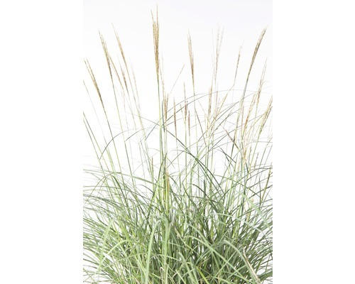 Chinaschilf FloraSelf Miscanthus sinensis 'Adagio' H 20-80 cm Co 6 L