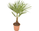 Hornbach Hanfpalme FloraSelf Trachycarpus fortunei H 50-60 cm Ø 20 cm Topf