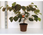 Hornbach Zaubernuss Hamamelis intermedia 'Diane' H 40-60 cm Co 5 L