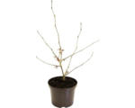 Hornbach Zaubernuss Hamamelis intermedia 'Feuerzauber' H 40-60 cm Co 5 L