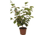 Hornbach Zaubernuss Hamamelis intermedia 'Westerstede' H 40-60 cm Co 5 L