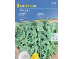 Gemüsesamen Kiepenkerl Löwenzahn für Salate 'Dandelion'