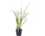 Hornbach Hohes Pfeifengras FloraSelf Molinia arundinacea 'Karl Foerster' H 5-80 cm Co 0,5 L