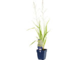 Hornbach Hohes Pfeifengras FloraSelf Molinia arundinacea 'Transparent' H 10-40 cm Co 0,5 L