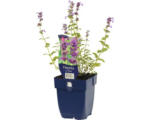 Hornbach Katzenminze FloraSelf Nepeta racemosa 'Grog' H 5-30 cm Co 0,5 L