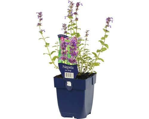 Katzenminze FloraSelf Nepeta racemosa 'Grog' H 5-30 cm Co 0,5 L