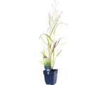 Hornbach Rutehnhirse FloraSelf Panicum virgatum 'Squaw' H 5-130 cm Co 0,5 L