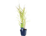 Hornbach Bläuliche Rutenhirse FloraSelf Panicum virgatum 'Heavy Metal' H 5-125 cm Co 0,5 L