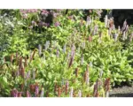 Hornbach Knöterich Bistorta affinis 'Darjeeling Red' (ehem. Persicaria aff. 'Darjeeling Red') H 5-20 cm Co 0,5 L