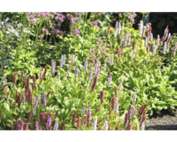 Knöterich Bistorta affinis 'Darjeeling Red' (ehem. Persicaria aff. 'Darjeeling Red') H 5-20 cm Co 0,5 L