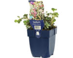 Hornbach Fettblatt FloraSelf Sedum x Sedoro 'Blue Elf' H 5-10 cm Co 0,5 L