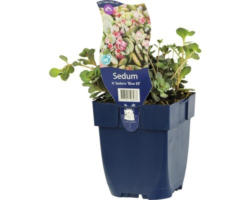 Fettblatt FloraSelf Sedum x Sedoro 'Blue Elf' H 5-10 cm Co 0,5 L