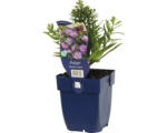 Hornbach Kissen-Aster FloraSelf Aster dumosus 'Woods Purple' H 5-40 cm Co 0,5 L