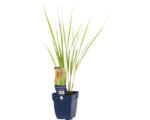 Hornbach Reitgras FloraSelf Calamagrostis x acutiflora 'Karl Foerster' H 5-35 cm Co 0,5 L