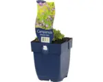 Hornbach Glockenblume FloraSelf Campanula garganica 'Dicksons Gold' H 5-15 cm Co 0,5 L