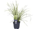 Hornbach Rasen Schmiele FloraSelf Deschampsia cespitosa 'Tardiflora' H 5-30 cm Co 0,5 L