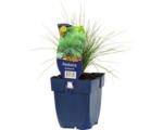 Hornbach Regenbogenschwingel FloraSelf Festuca amethystina H 5-20 cm Co 0,5 L