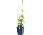 Hornbach Prachtkerze FloraSelf Gaura lindheimeri 'Whirling Butterflies' H 5-80 cm Co 0,5 L